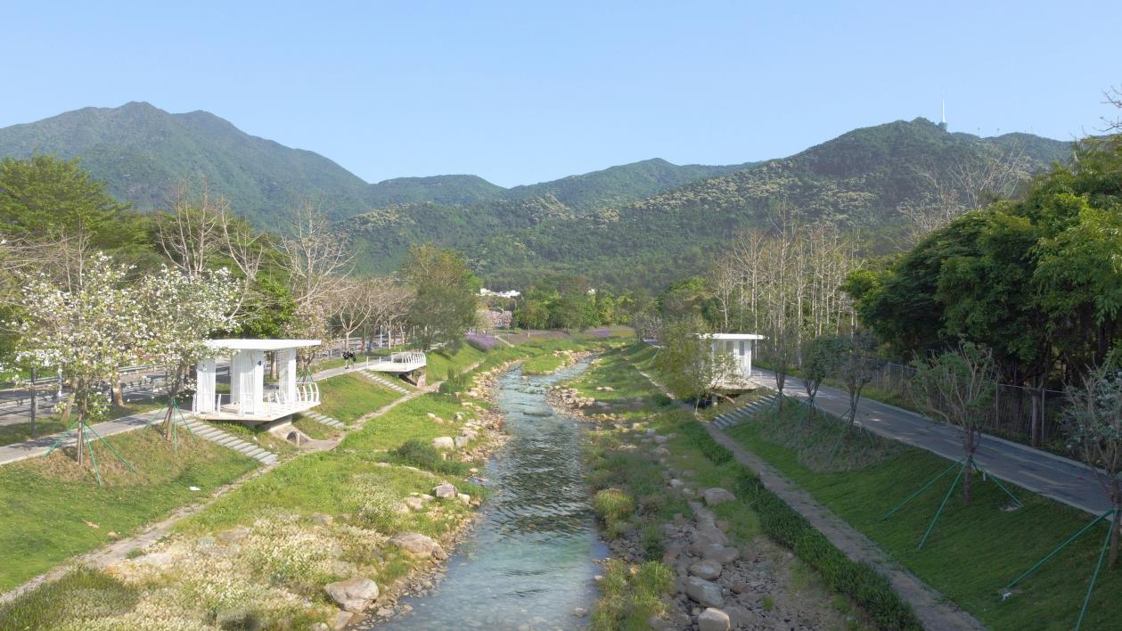 漫步梧桐(罗湖区委宣传部供图)